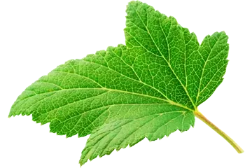 Стратегія Стратегія